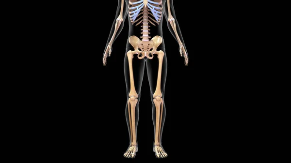 3D人体骨格系におけるヒト下肢骨のイラスト3Dレンダリング — ストック写真