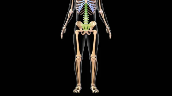 Renderowane Kości Kręgosłupa Układzie Szkieletowym Człowieka Ilustracja — Zdjęcie stockowe
