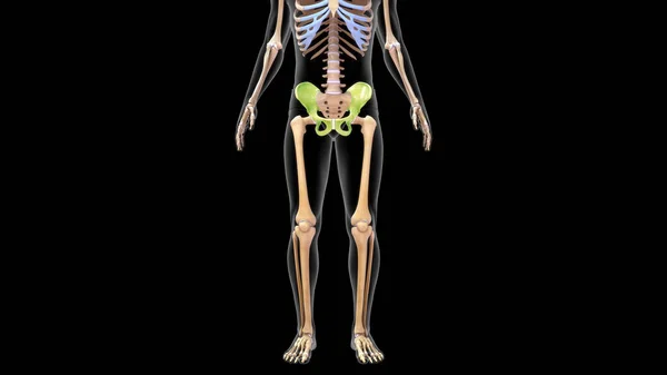 Illusztráció Csípő Csont Alsó Végtag Csont Anatómia Kiolvasztott — Stock Fotó