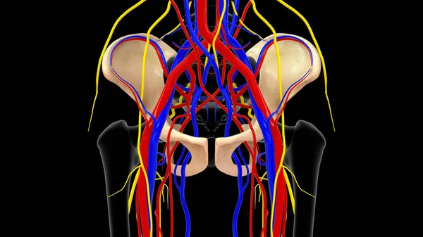 Ilustración Nervios Vasos Sanguíneos Pasan Través Foramen Obturador Renderizado — Foto de Stock