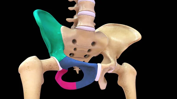 3d Illustration of human hip bone highlighted 3d rendered