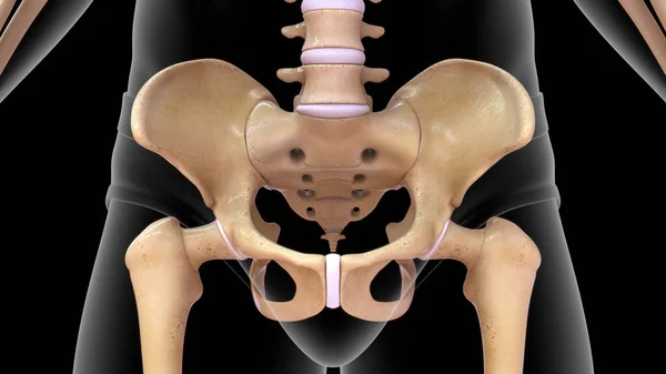 Anatomia Óssea Quadril Humano Corpo Humano Renderizado — Fotografia de Stock