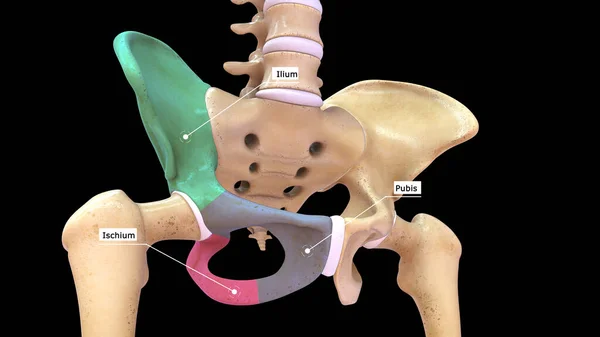 Anatomy of human hip bone in human skeletal system 3d rendered