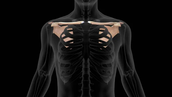 3D展示人类肩胛骨3D的绘制 — 图库照片