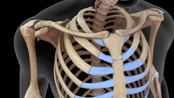 三维渲染人体骨骼中的呼叫者骨 — 图库照片