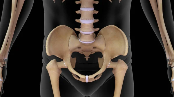 3d illustration of human hip bone in human body 3d rendered