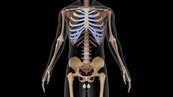 Иллюстрация Скелетной Системы Человека Яичками — стоковое фото