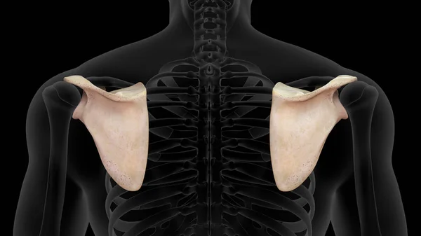 3D个肩胛骨在黑色背景中分离 — 图库照片