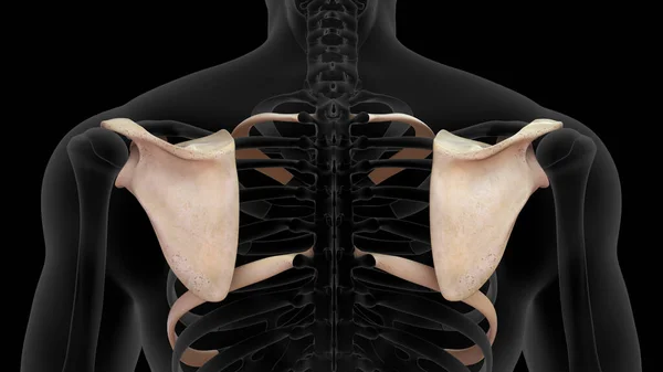Gerenderte Schulterblatt Knochen Und Menschlicher Brustkorb Isoliert Schwarzem Hintergrund — Stockfoto