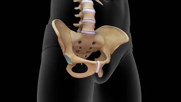 Renderizado Anatomía Del Hueso Pélvico Aislado Blackgroung — Foto de Stock