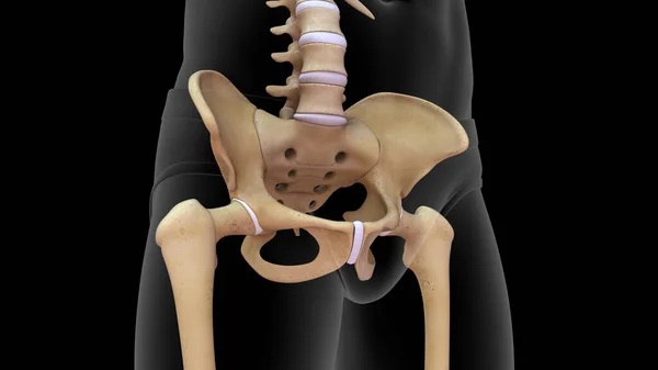 黑色背景下分离的骨盆和股骨3D图 — 图库照片