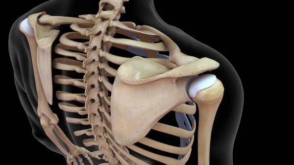 人体骨骼系统中肩胛骨的三维图解 — 图库照片