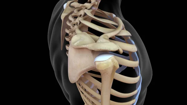 黑色背景下孤立的肱骨和锁骨关节3D图 — 图库照片