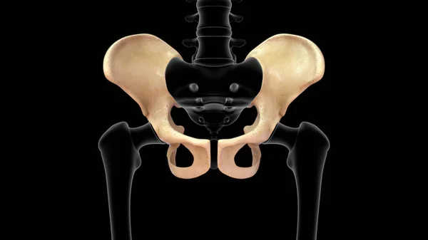 黑色背景下孤立髋骨解剖的3D图例 — 图库照片