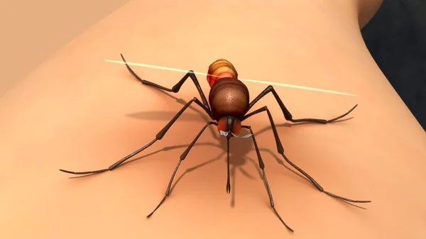 3D在褐色背景下隔离的蚊虫图解 图库图片