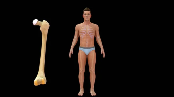3D人体骨格系における大腿骨骨骨の解剖学的構造 ストックフォト