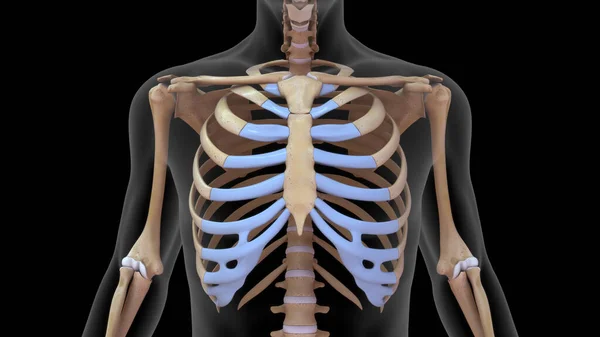 人間の骨格系における人間の肋骨のケージ3Dレンダリング ロイヤリティフリーのストック画像