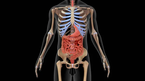 Illustration Människans Matsmältningssystem Med Skelett Renderat Royaltyfria Stockfoton