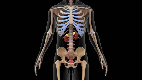 腎臓3Dレンダリングを用いたヒト骨格系の3Dイラスト ロイヤリティフリーのストック画像