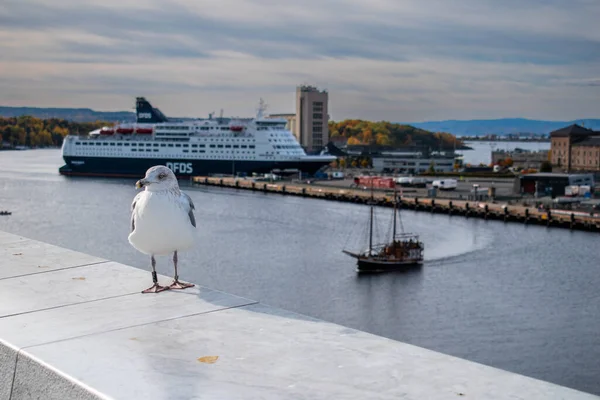 Seagull Oslo Opera House Norway — Stock Photo, Image