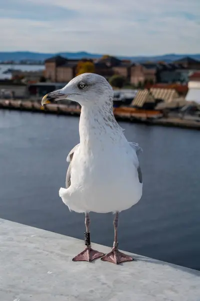 Seagull Portrait Akershus Oslo Norway — Stock Photo, Image