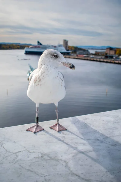 Sebuah Burung Camar Oslo Norwegia Rumah Opera Stok Foto