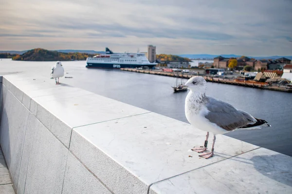 Seekor Burung Camar Atap Gedung Opera Oslo Norway Stok Gambar Bebas Royalti
