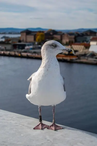 Sebuah Detail Burung Camar Oslo Stok Gambar Bebas Royalti