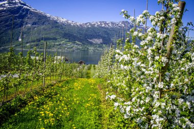 Norveç, Hardangerfjord 'da çiçek mevsimi