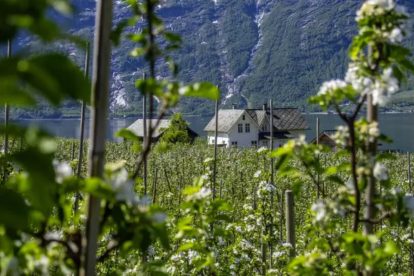 Lofthus 'ta bahar mevsimi Hardangerous fjord, Norveç