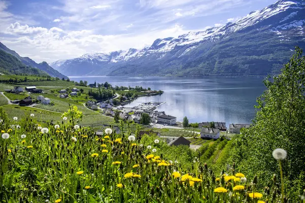 Norveç, Hardangerfjord boyunca karahindibalar