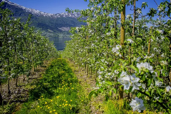 Norveç 'te elma ağaçları Hardangerfjord boyunca çiçek açar