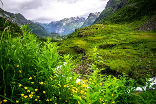 Geiranger, Norveç çevresindeki çiçek açan doğa