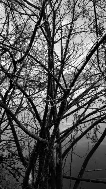 Parktaki bir ağacın siyah beyaz fotoğrafı.