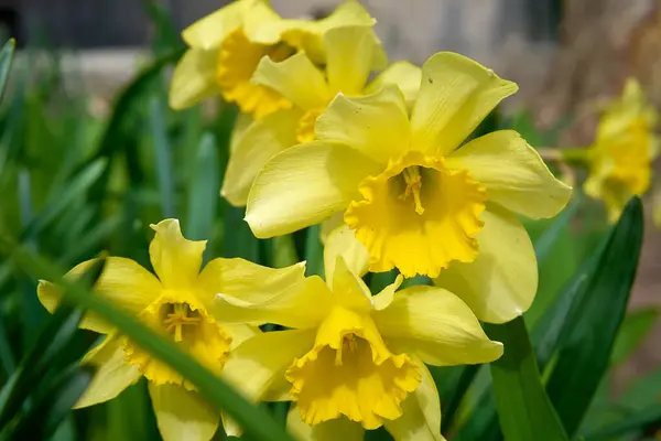 Trevitan Dwarf Yellow Daffodils Bloom Flower Bed Sunny Day Close Royalty Free Stock Photos