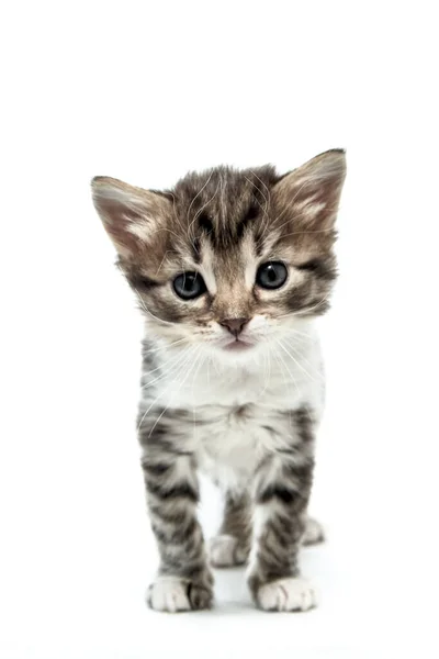 可爱的小绒毛绒毛猫咪 淡淡的蓝眼睛站在那里 专注地向前看 看着白色的背景 — 图库照片