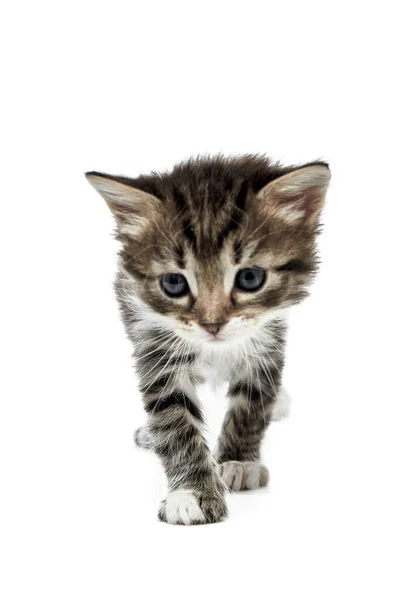 可爱的小毛茸茸的家猫宝宝 淡淡的灰蓝色眼睛 站在她的爪子和呼噜声与白色背景不确定 — 图库照片