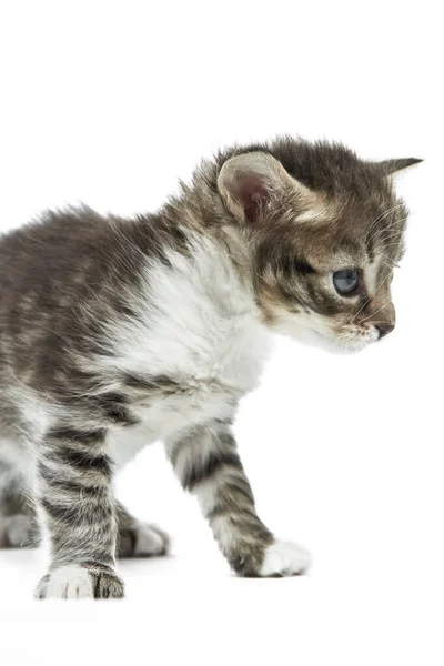 可爱的小绒毛绒毛猫咪 淡淡的蓝眼睛站在那里 专注地向前看 看着白色的背景 — 图库照片