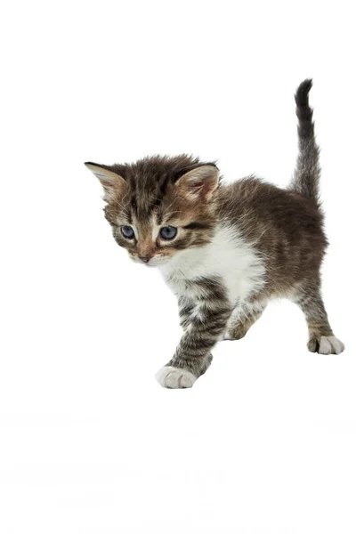 毛茸茸的小猫咪 尾巴向上 试图不确定地向前走 在白色的背景上左右摇晃着 — 图库照片