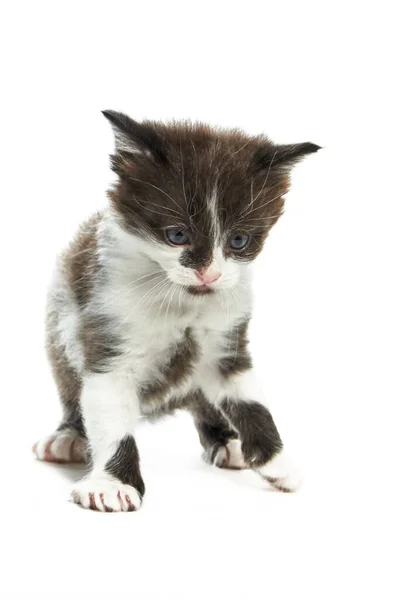 毛茸茸的小猫咪试图用小爪站着 在白色的背景上向前走 — 图库照片