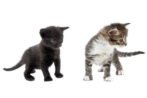 两只可爱的毛茸茸的小猫咪站在一边 朝一个方向望着白色的背景 — 图库照片