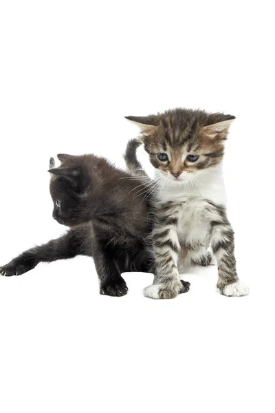 Дві Милі Маленькі Пухнасті Кошенята Грають Один Одним Білому Тлі — стокове фото