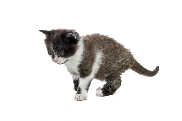 Küçük Tüylü Bir Kedi Yavrusu Belirsiz Bir Şekilde Ileri Doğru — Stok fotoğraf