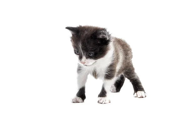 Little Fluffy Kitten Trying Tentatively Walk Forward Swaying Side Side — Stock Photo, Image
