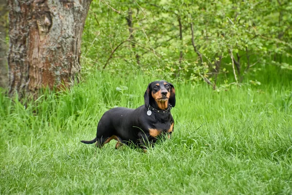 stock image Portrait of a black marbled dachshund with a collar and medallion on the collar on a walk in the park in a clearing, the dachshund is jolly running and playing in the green grass.