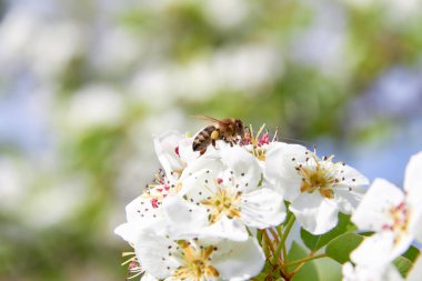 Bir arı, bir meyve ağacının beyaz çiçeklerinden polen toplar. Güneş ışığında beyaz çiçekli dallar. Çiçek açan meyve ağacı. Arka ayakları sepetlerde polen taşıyan bir arı..