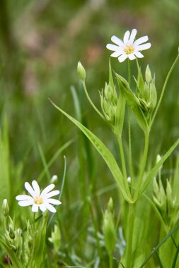 Lanceolate yıldız bitkisinin beyaz çiçekleri güneşli bir günde ormandaki yeşil bir açıklıkta. Bir grup kır çiçeği, yeşil bir ormandaki Lanceolate yıldız bitkisi..