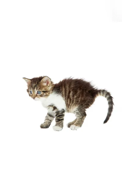 Small Multi Colored Fluffy Cute Kitten White Background Selective Focus — Stock Photo, Image