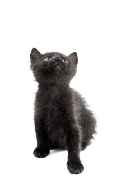 Pequeño Gatito Negro Esponjoso Lindo Mirando Hacia Arriba Sobre Fondo — Foto de Stock