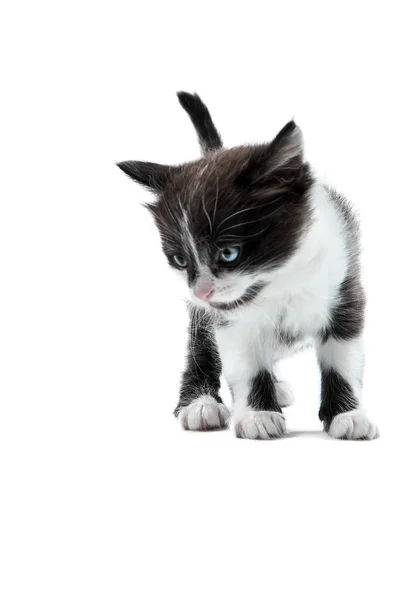 黑色和白色的小猫咪 尾巴相对于白色背景 有选择的焦点 — 图库照片